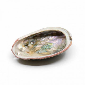 Abalone Muschel