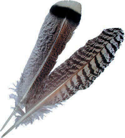 Räucherfeder Wild Turkey, gefleckt