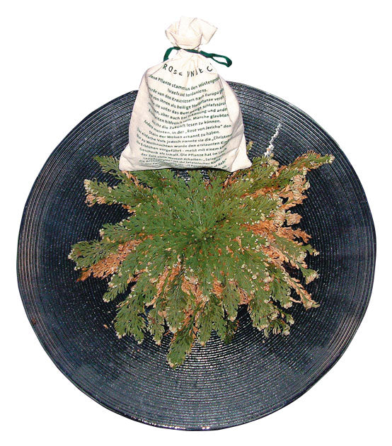 Rose von Jericho