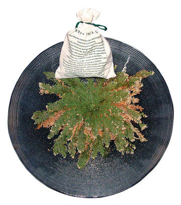 Rose von Jericho