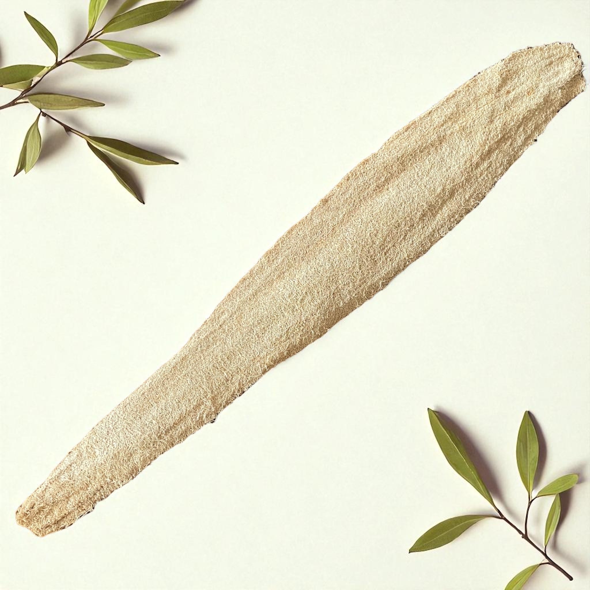 Luffa Gurke ca 60 -80 cm
